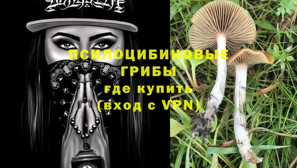 apvp Алзамай